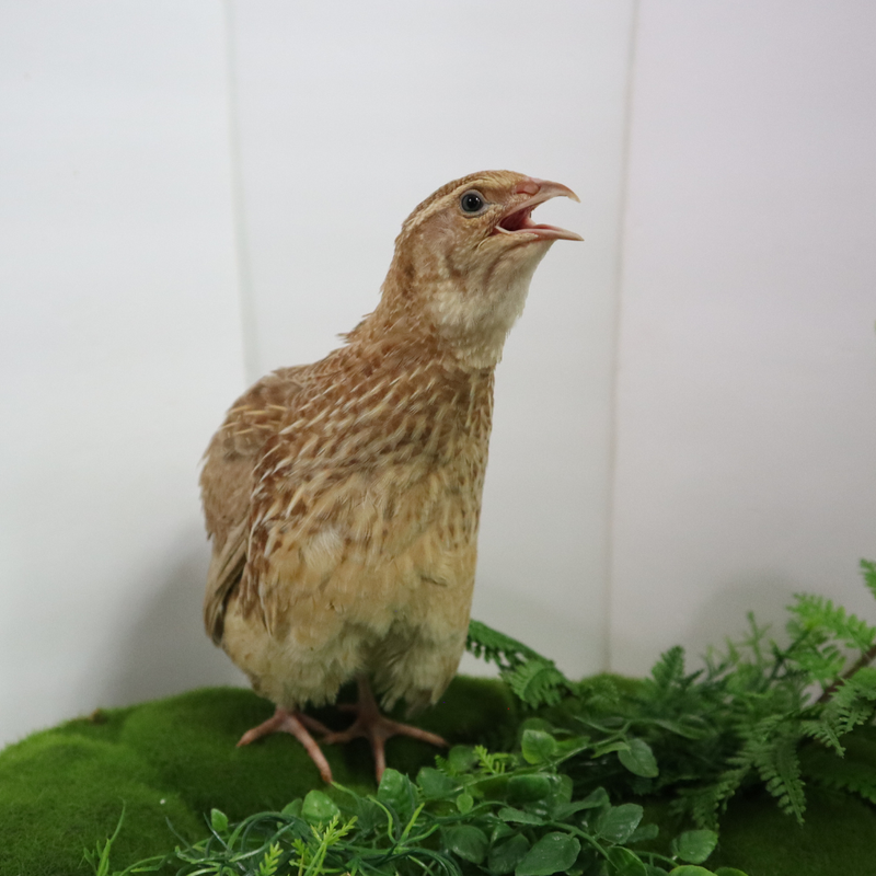 Load image into Gallery viewer, Ginger Quail Hatching Eggs
