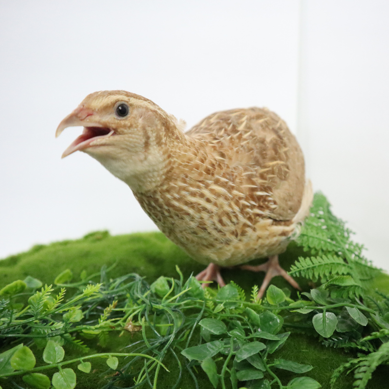 Load image into Gallery viewer, Ginger Coturnix Quail Hatching Eggs
