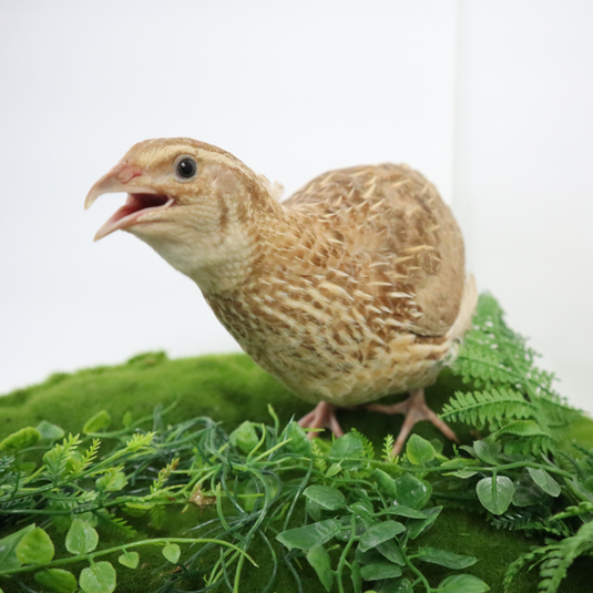 Ginger Coturnix Quail Hatching Eggs