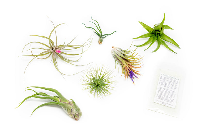 Load image into Gallery viewer, Tillandsia Air Plant Grab Bag of 6 Plants + 1 Year Air Plant Fertilizer Pack
