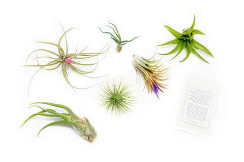 Tillandsia Air Plant Grab Bag of 6 Plants