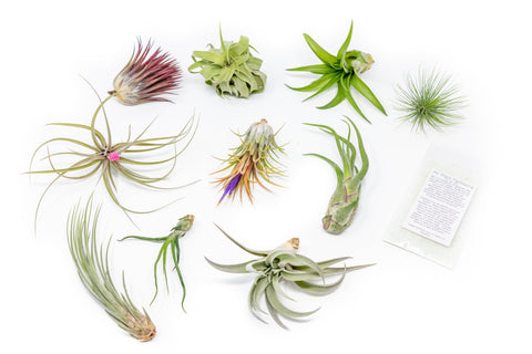 Tillandsia Air Plant Grab Bag of 10 Plants