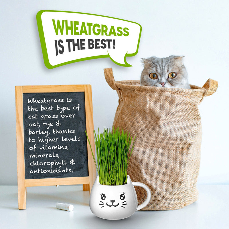 Load image into Gallery viewer, Cat Grass Mug Growing Kit
