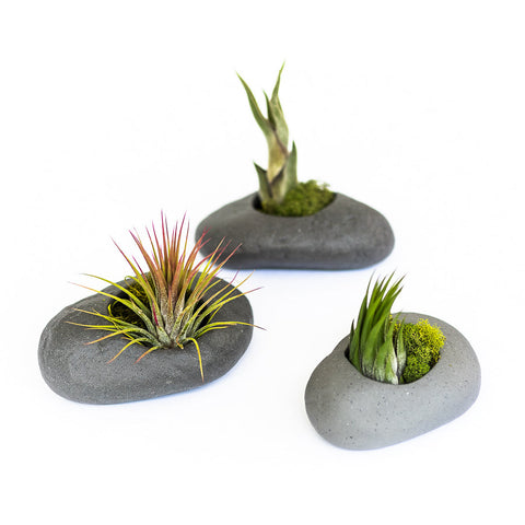 Sets of 3, 6 or 9 Gray Ceramic Stone Tillandsia Air Plant Holder, additional product view 2
