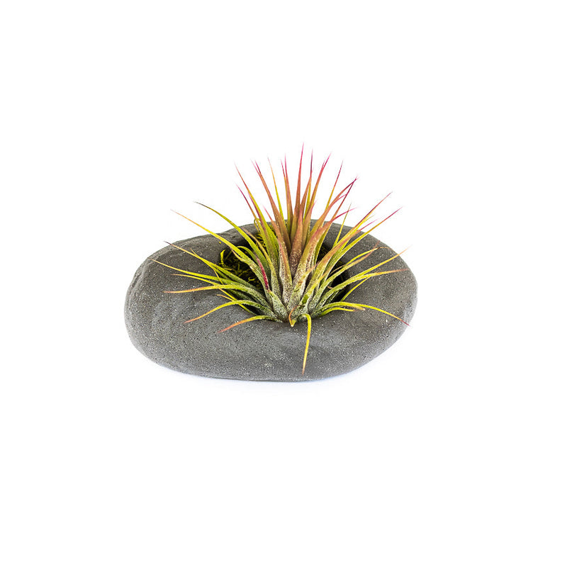 Load image into Gallery viewer, Gray Ceramic Stone Tillandsia Air Plant Holder
