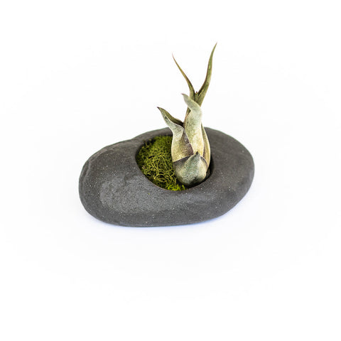 Gray Ceramic Stone with Assorted Tillandsia Air Plant, additional product view 2