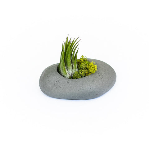 Sets of 3, 6 or 9 Gray Ceramic Stone Air Plant Holders with Assorted Tillandsia Air Plants, additional product view 2