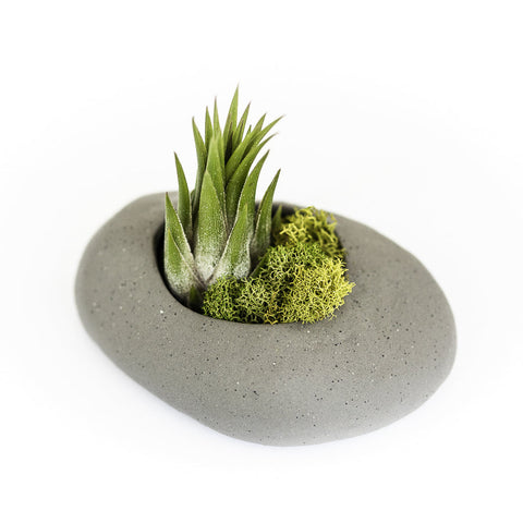 Gray Ceramic Stone Tillandsia Air Plant Holder, additional product view 2