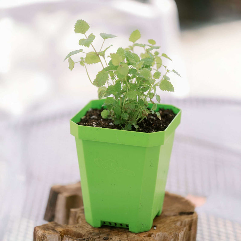 Load image into Gallery viewer, 5" Nursery Pots with Insert Tray
