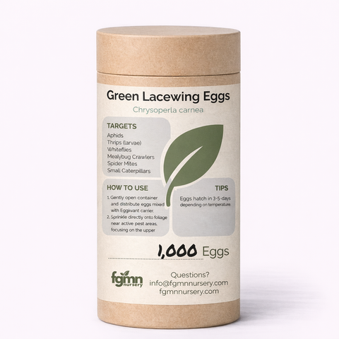 Green lacewing eggs that hatch into aphid-eating larvae.