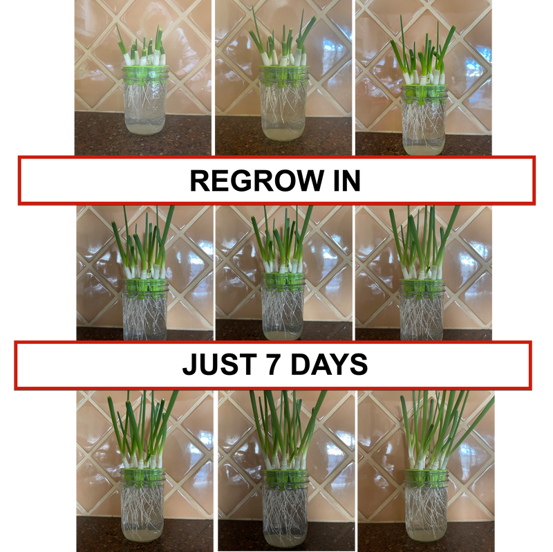 Load image into Gallery viewer, Sprouting Lids &amp; Green Onion Regrower for Wide Mouth Mason Jars. Sprouts Growing Kit for Bean Sprouts, Broccoli Organic Sprouts
