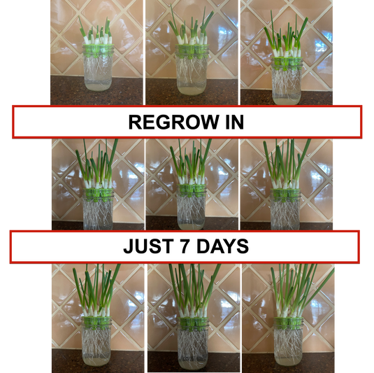 Sprouting Lids & Green Onion Regrower for Wide Mouth Mason Jars. Sprouts Growing Kit for Bean Sprouts, Broccoli Organic Sprouts