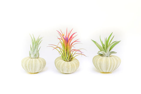 Green urchins with Tillandsia air plants, set of 3, 6 or 9