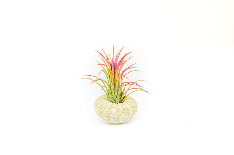 Load image into Gallery viewer, Green Urchin with Tillandsia Air Plant
