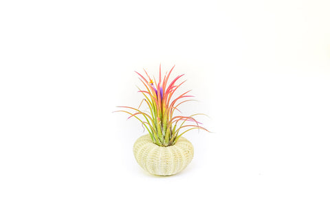 Green Urchin with Tillandsia Air Plant, additional product view 2