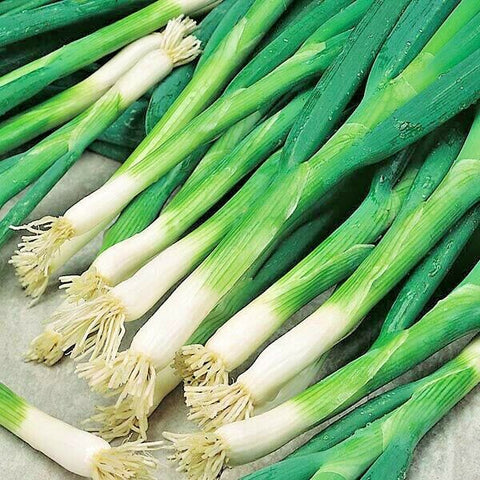 Heshiko Green Onion seeds package, GrowTime Garden Supply