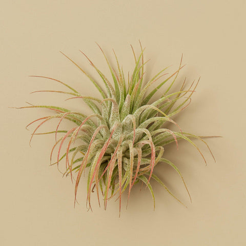 3 Ionantha Guatemala air plants, 2-inch