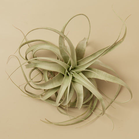 Large Air Plant Bundle, additional product view 2