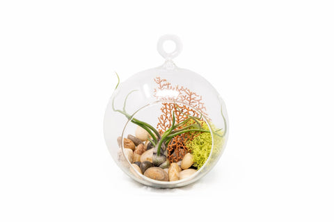 Hanging Tillandsia terrarium with sea fan and moss