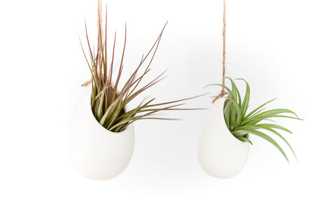 Large Ivory Ceramic Hanging Planter With Flat Bottom, retail packaging