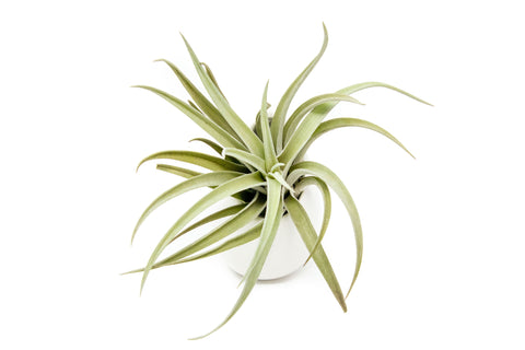 Gift wrapped ivory ceramic vase with Tillandsia air plant