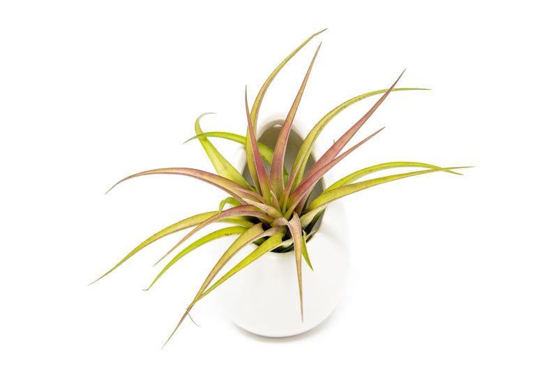 Load image into Gallery viewer, Large Ivory Ceramic Hanging Planter With Flat Bottom
