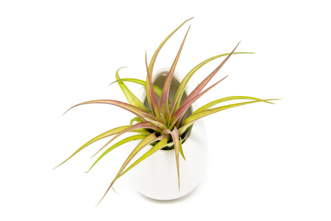 Large Tillandsia Air Plant