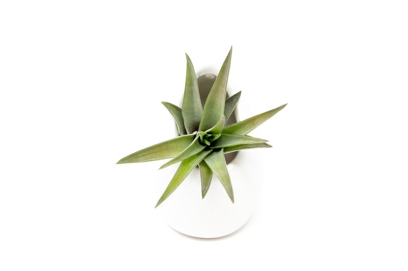 Load image into Gallery viewer, Sets of 3 or 6 Small Ivory Ceramic Vases with Tillandsia Red Abdita, Velutina and Caput Medusae Air Plants
