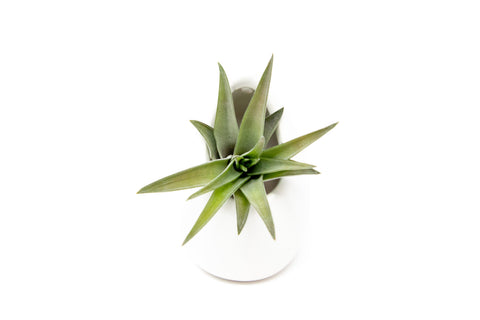 Small Ivory Ceramic Container Custom Air Plant
