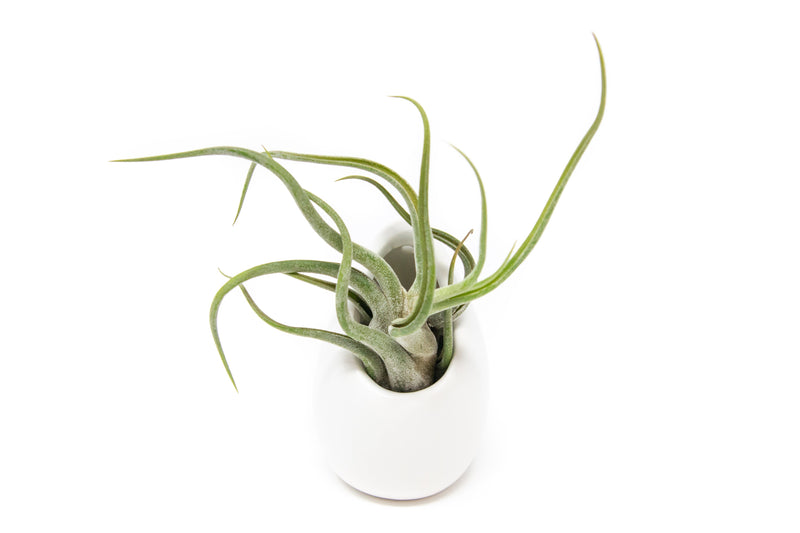 Load image into Gallery viewer, Set of 3 or 6 Large Ivory Ceramic Vases with Tillandsia Harrisii, Sparkler, &amp; Caput Medusae Air Plants
