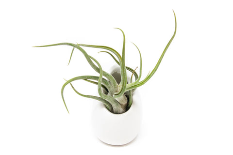 Sets of 3 or 6 Small Ivory Ceramic Vases with Tillandsia Red Abdita, Velutina and Caput Medusae Air Plants, retail packaging