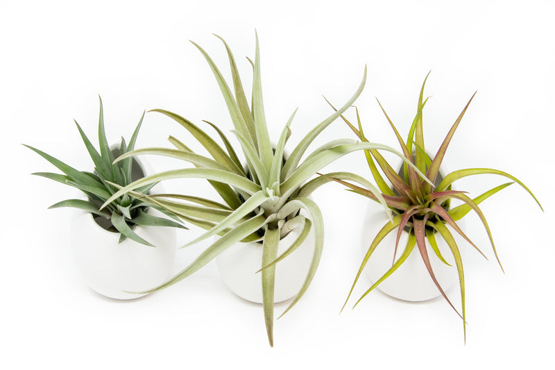 Load image into Gallery viewer, Sets of 3 or 6 Small Ivory Ceramic Vases with Tillandsia Velutina, Harrisii &amp; Abdita Air Plants
