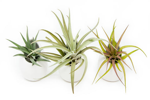 Small Ivory Vases Velutina Harrisii Abdita