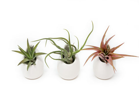 Small Ivory Ceramic Vases with Air Plants Set
