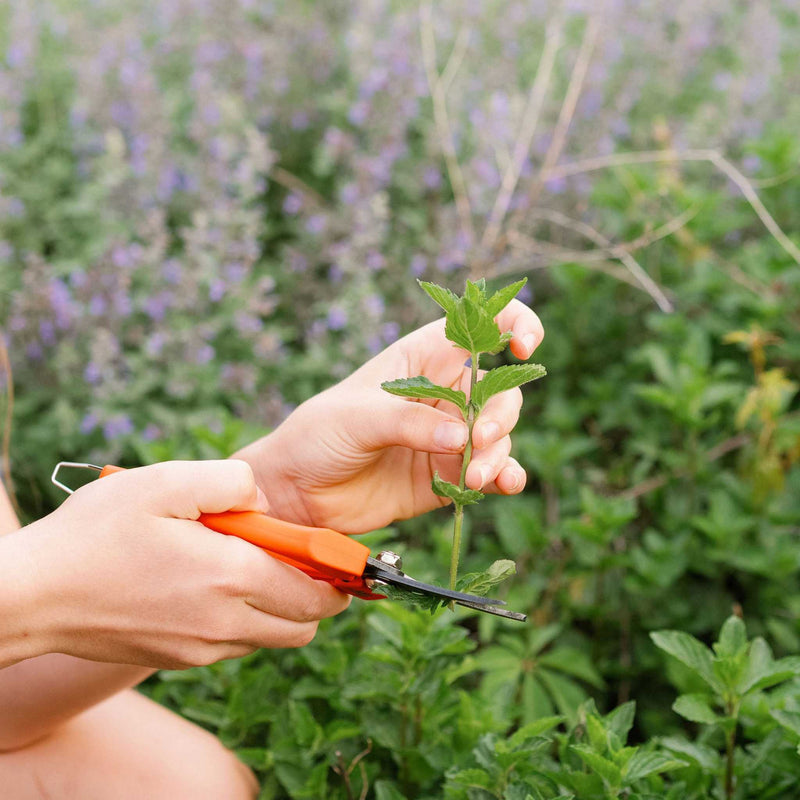 Load image into Gallery viewer, Harvesting Pruning Shears | 185 mm
