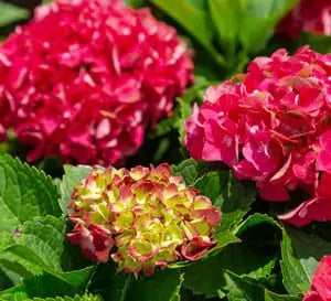 Load image into Gallery viewer, Heart Throb® Hydrangea
