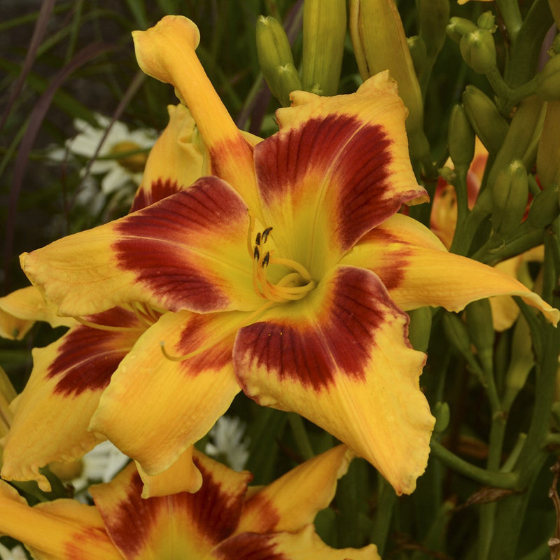 Load image into Gallery viewer, 'Tiger Swirl' Daylily
