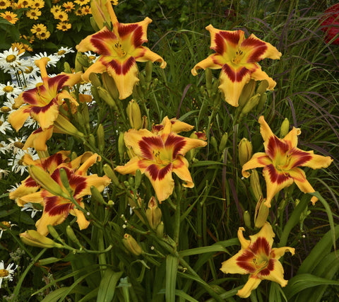 Tiger Swirl daylily