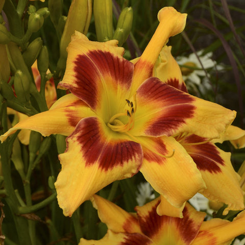 'Tiger Swirl' Daylily, additional product view 2