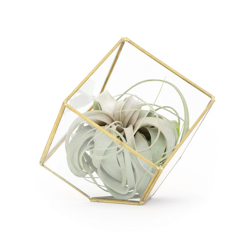 Heptahedron terrarium with Xerographica air plant