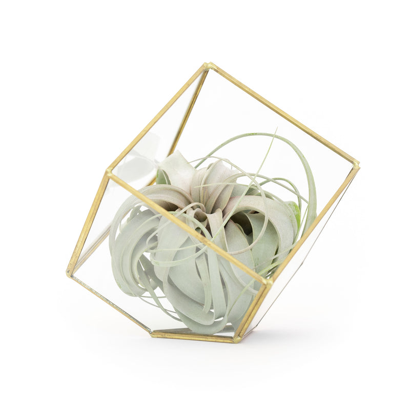 Load image into Gallery viewer, Heptahedron Geometric Glass Terrariums - Set of 2 - with Tillandsia Red Abdita, Ionantha and Small Xerographica
