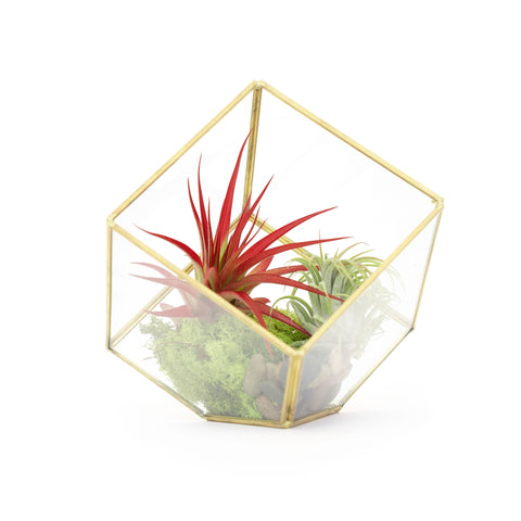 Heptahedron terrarium with Red Abdita and Ionantha air plants