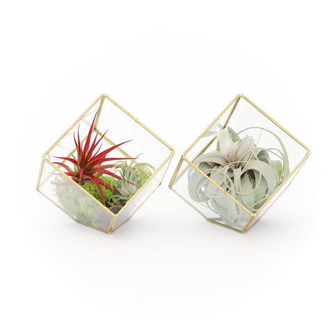 Heptahedron terrariums, set of 2