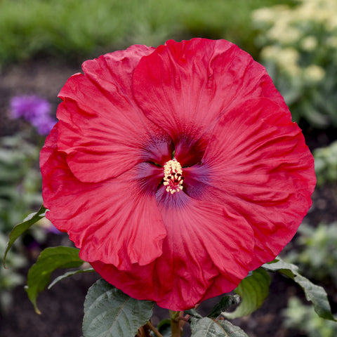 Hibiscus Valentine's Crush