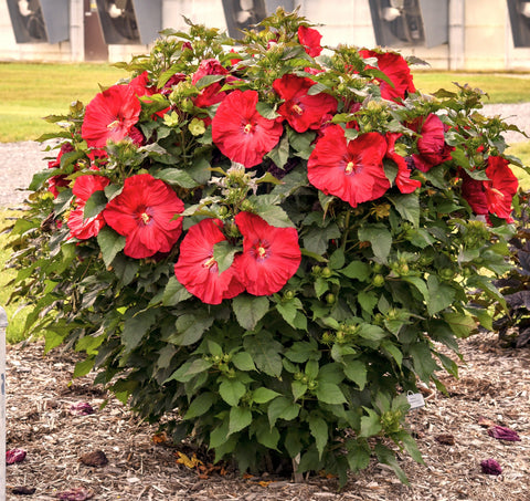 Hibiscus 'Valentine's Crush', additional product view 2