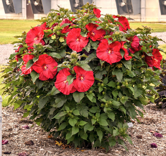 Hibiscus 'Valentine's Crush'