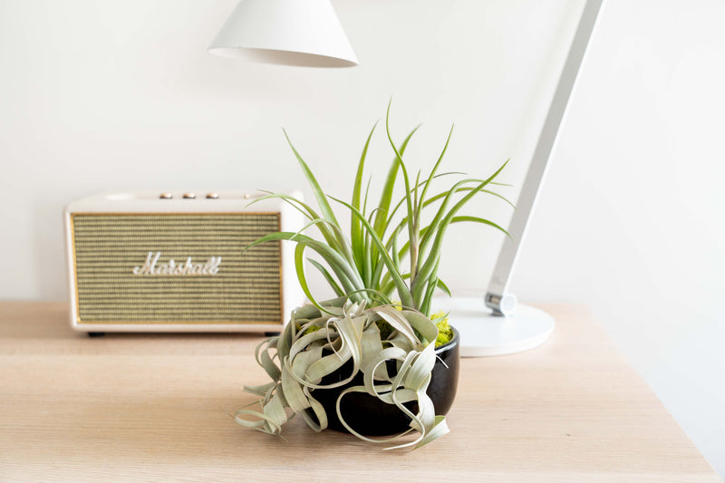 Load image into Gallery viewer, Large Fully Assembled Air Plant Bowl Garden
