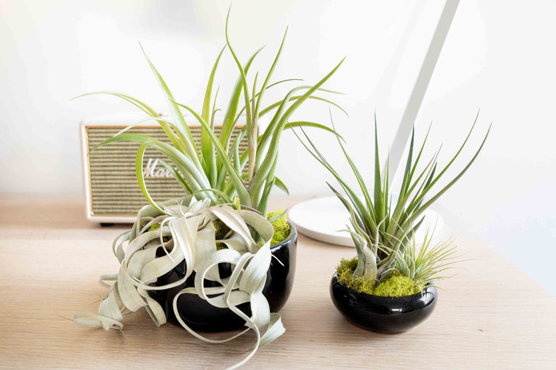 Load image into Gallery viewer, Large Fully Assembled Air Plant Bowl Garden
