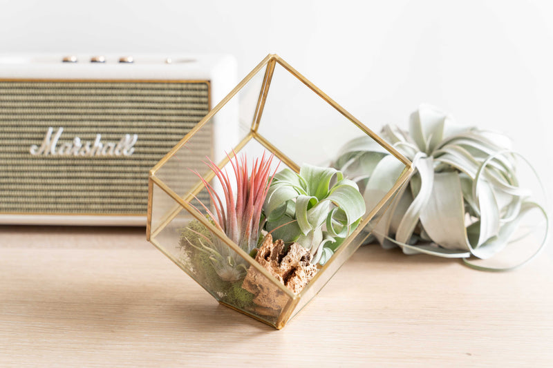 Load image into Gallery viewer, Heptahedron Geometric Glass Terrariums - Set of 2 - with Tillandsia Red Abdita, Ionantha and Small Xerographica
