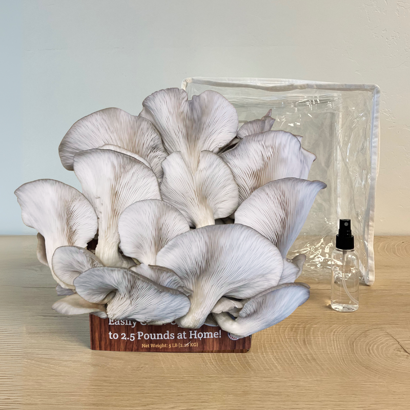 Load image into Gallery viewer, Premium Blue Oyster Mushroom Growing Kit - 5 LBS
